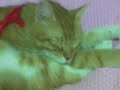 Gizmo Can:)