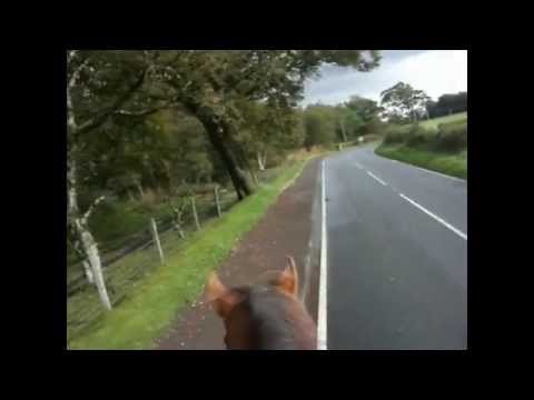 how to fit draw reins