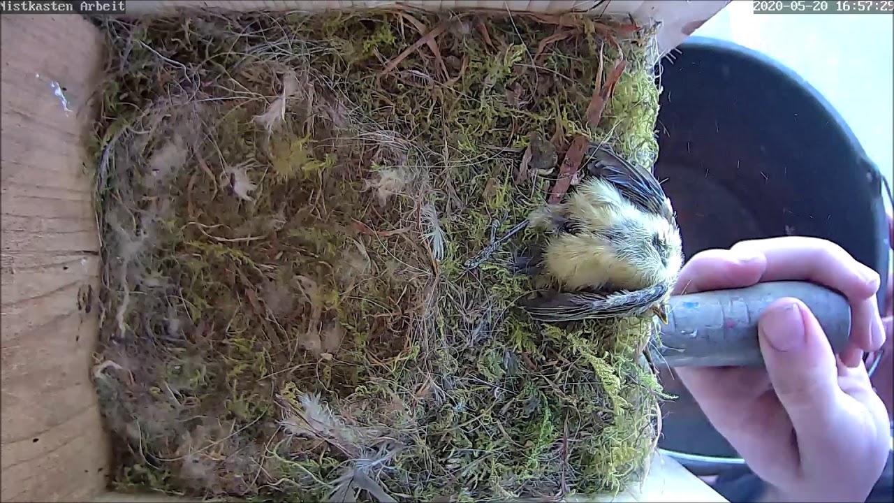 Räumung des Blaumeisenkastens nach Ausflug 21.05.2020