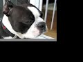 Boston Terrier Loving His Chicken Wife