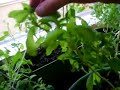 Moving the Garden and Plucking Basil - June 28th, 2008
