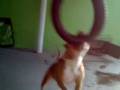 pitt bull