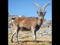 Les Espèces Gravement Menacées D extinction !