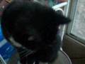 Two Cats