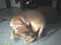Meatball.3gp