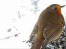 winter-birdcam.html