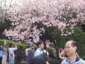 淡水北新莊天元宮賞櫻花-第三輯justinrio20100306.wmv