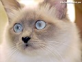 kedi, kediler, kedicik