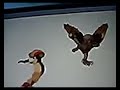 my pokemon sprite