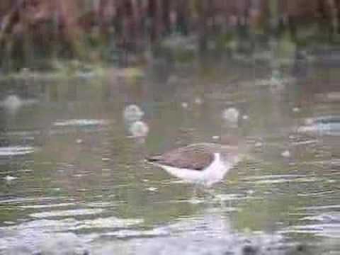 ANDARRIOS CHICO / COMMON SANDPIPER