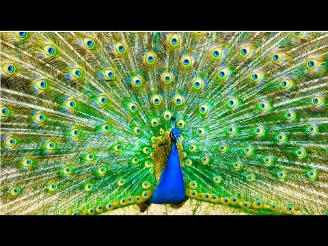 Curso Criação de Pavões - Coleta e Desinfecção dos Ovos - Cursos CPT