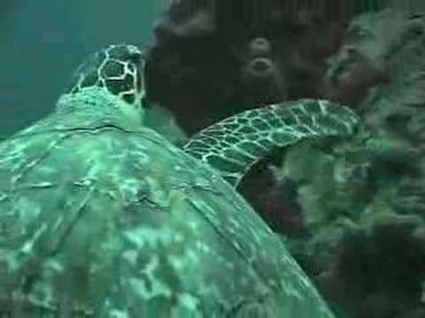 See video