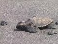 See Video