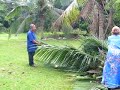 Tobang Pokok Kolapo Tobang Pokok Kolapo