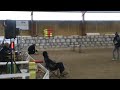 Fixa, agilityklass 2 2009-10-25