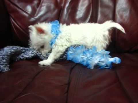 Blue Lei Boy is a very playful, healthy, and quite a beautiful Westie Boy