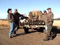 duck hunting : mallard hunt in alberta 