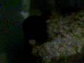 videos de mi vieja cantandole al JERBO