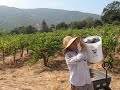 Merlot Harvest Sept 29th, 2006 Video 01 Merlot Harvest Sept 29th, 2006 Video 01