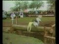 cavallo scemo cavallo scemo