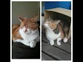 猫部ねこ