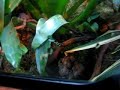 dendrobate auratus
