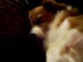 videos de sort 085.MOV
