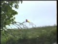 Castelo V - S�tio - Fauna e Flora