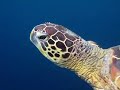Turtle Swim