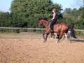transition galop trot galop