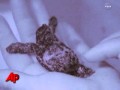Eggs moved from oil spill