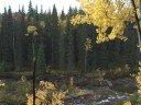 Dinosaur Tracks in Tumbler Ridge BC