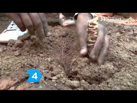 how to transplant yucca tree