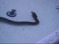 Hungry Water Snakes