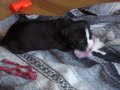 Pitbull Pup *Halo*