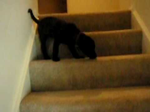 Puppy on Stairs