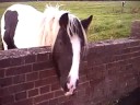 The Horses In The Other Field