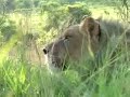 Lion Attack