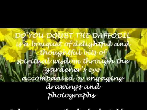 how to grow oenothera odorata
