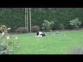 videos de FireCracker Of Shamrock Field