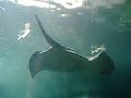 Sydney Aquarium Ray Sydney Aquarium Ray