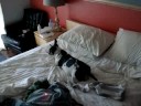 Dog chases laser pointer