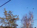 spring birds singing / chants doiseaux printemps + chat