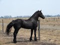 Wyvernstorm Friesians Wyvernstorm Friesians