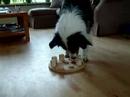 djess aan de puzzel