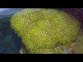 Video of my marine tank in January