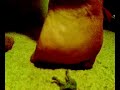 giantess-jess.html