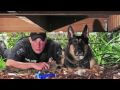 Police dog loyal to job and handler