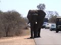 Olifant op weg in KrugerPark