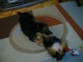 Yorkies Playing